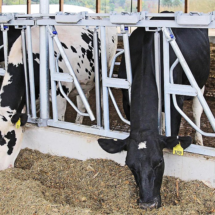 Cow Head Lock Cow Head Lock