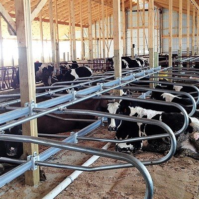 Manfaat Ekonomi dari Kandang Bebas Sapi: Meningkatkan Kinerja Produksi dan Pe...